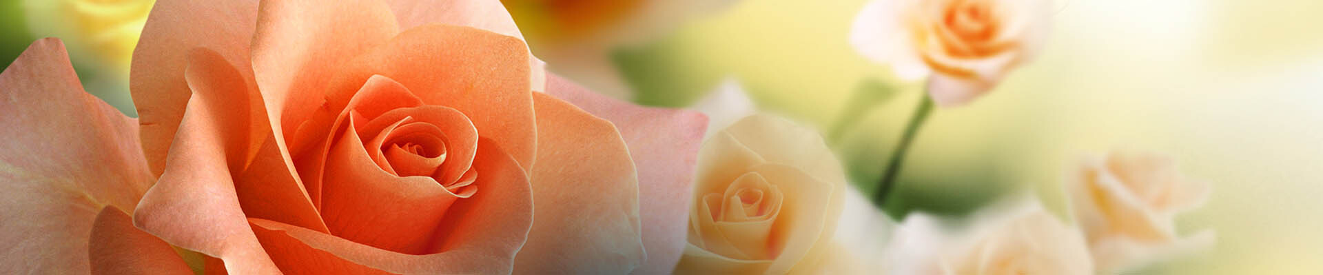 Cover photo for Evelyn Ann Borum's Obituary