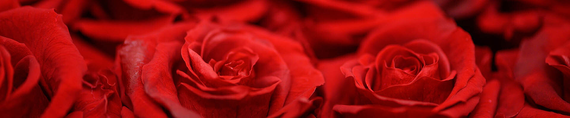 Cover photo for JoAnn Temple's Obituary