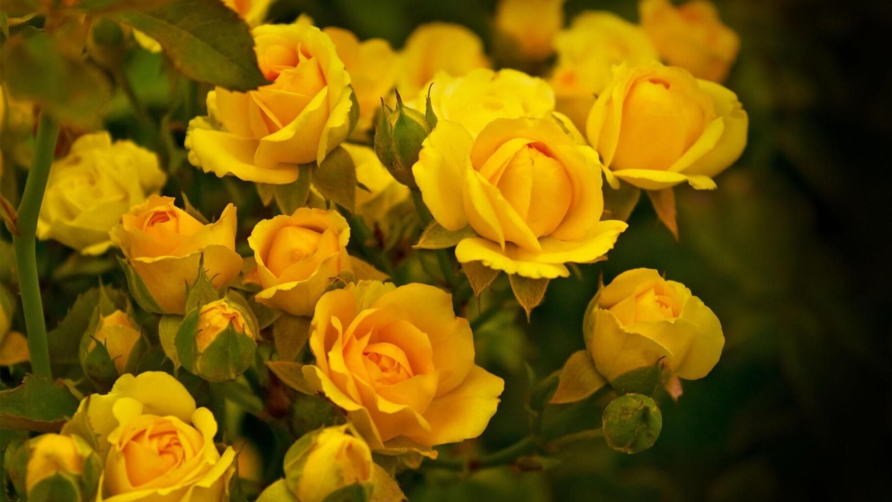 Cover photo for Shelby Caroline (Holland) Sloat-Groover's Obituary