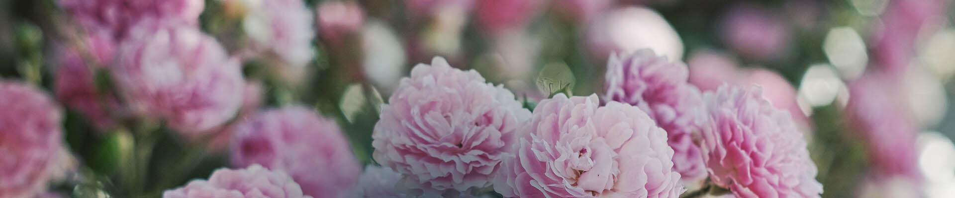 Cover photo for Anna Laura Smith's Obituary