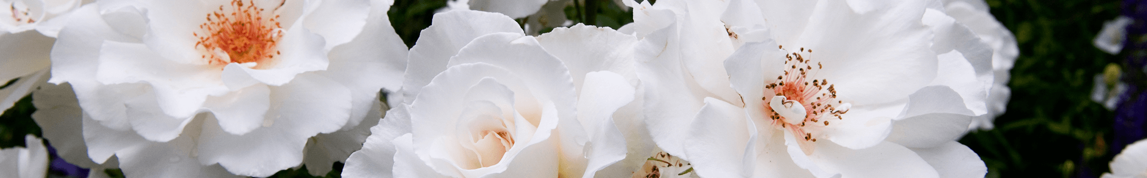 Cover photo for Josephine Shahadey's Obituary