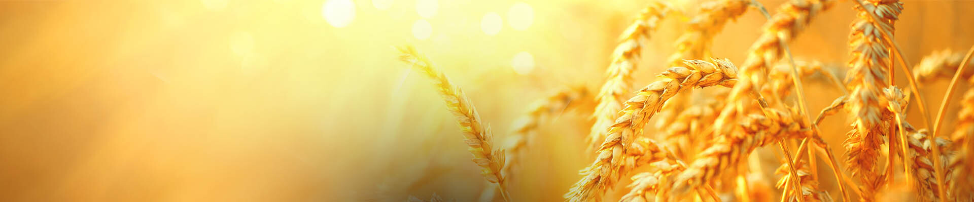Cover photo for William Gene Williams's Obituary